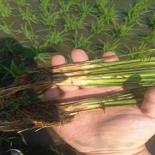 生物质秸秆炭土壤污染治理 广东生物炭供应